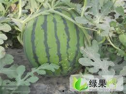 睢宁今日瓜价,新鲜直供，价格行情一览