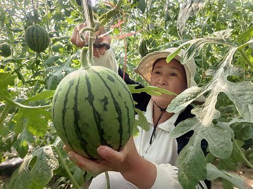 今日小吊瓜行情走势,今日走势解析，涨跌背后的市场动向