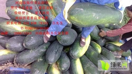 今日毛瓜价格最新,市场动态解析