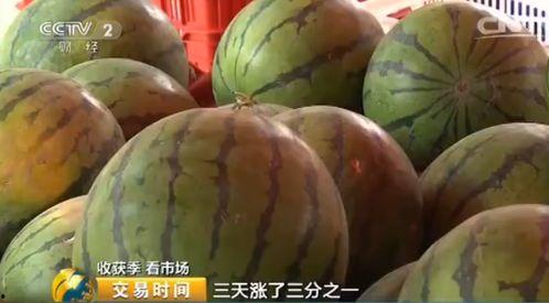 今日毛瓜价格最新,市场动态解析