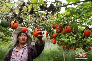 崇阳吊瓜今日头条,探寻湖北特色农产品的甜蜜奥秘