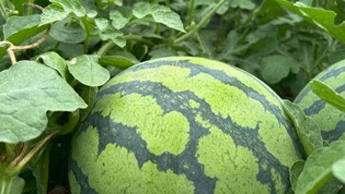 51网爆吃瓜黑料大瓜今日入口,今日入口，揭秘娱乐圈风云