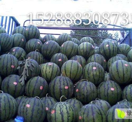 昌乐瓜价格今日,丰收季喜讯连连