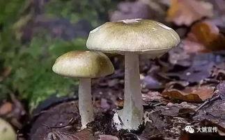 每日吃瓜今日大瓜蘑菇视频,蘑菇视频今日大瓜，揭秘娱乐圈幕后真相