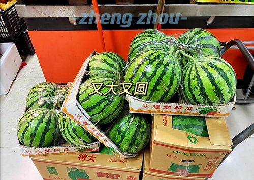 今日郑州瓜价
