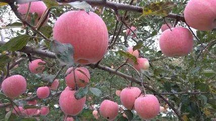 湘西永顺县黑妹吃八月瓜,黑妹与八月瓜的甜蜜邂逅
