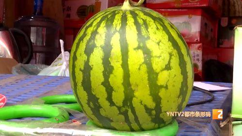 云南麒麟瓜今日价格