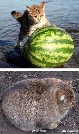 猫瓜草今日价格