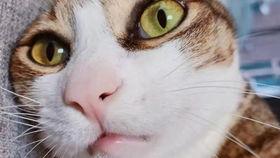 猫瓜草今日价格