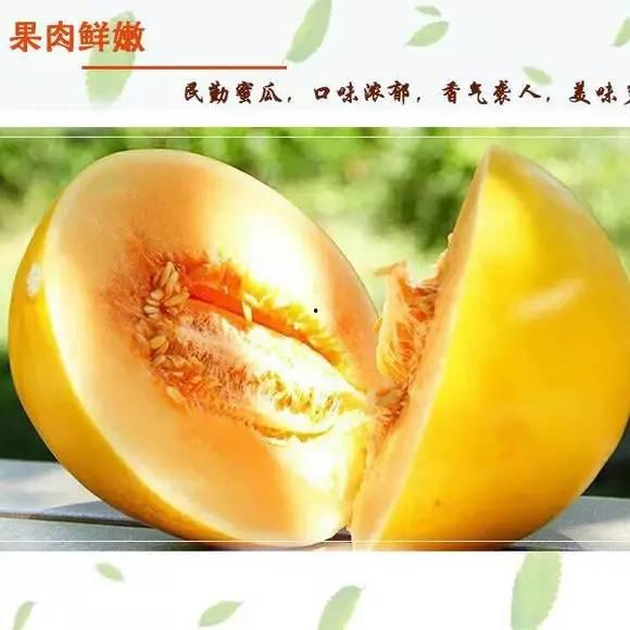 今日蜜瓜卖价多少,今日蜜瓜售价创历史新高