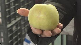 青筋白瓜今日价格,市场动态揭秘！”