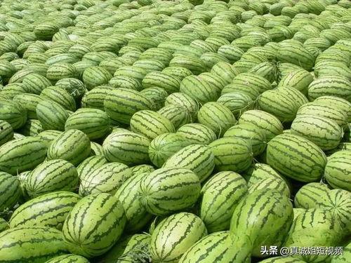 51今日吃瓜必吃大瓜,揭秘娱乐圈大瓜背后的真相
