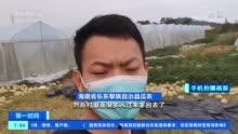海南乐东哈密瓜今日价格,价格行情一览