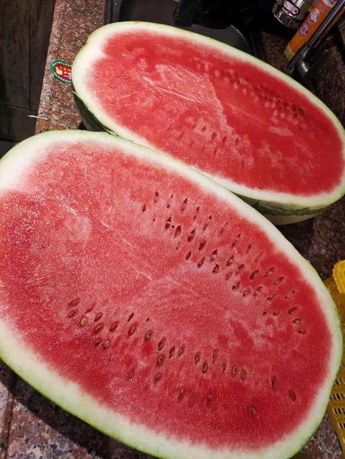 小盘瓜今日价格行情最新,今日行情一览