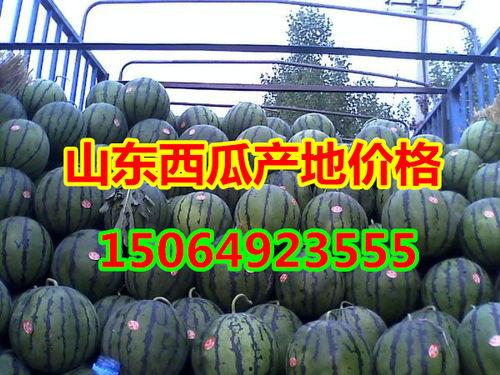 甜王二茬瓜今日行情,丰收喜人，价格稳中有升”