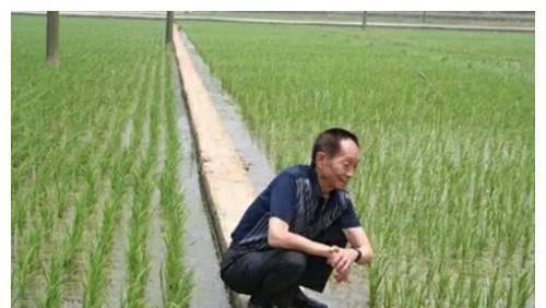 明星网红见到袁隆平了吗,共见袁隆平院士风采