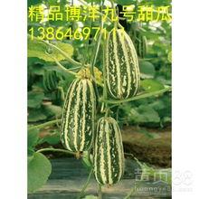 山东潍坊今日瓜价,瓜价行情一览无余