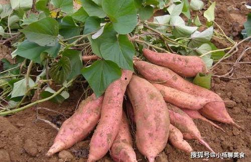 山东龙九地瓜今日价格,实惠之选，市场行情一览