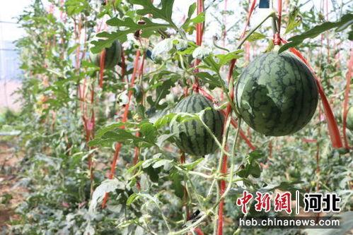 北海小吊瓜今日价格表,市场行情一览”