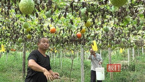 潍坊小吊瓜今日报价查询,市场行情一览”