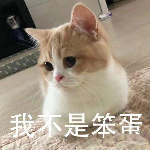 明星网红直播间点关注,粉丝互动新纪元揭秘