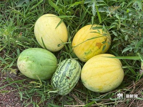 丽水今日瓜,新鲜趣事一网打尽