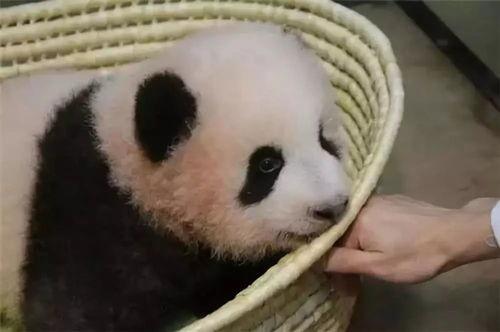 明星网红大熊猫图片,明星大熊猫萌态写真集