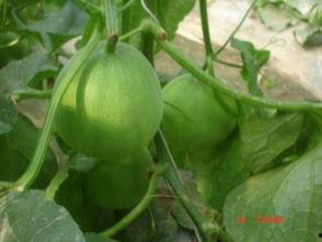 唐山毛瓜今日价格,市场行情一览”