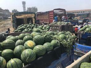 唐山毛瓜今日价格,市场行情一览”