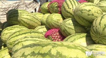 唐山毛瓜今日价格,市场行情一览”