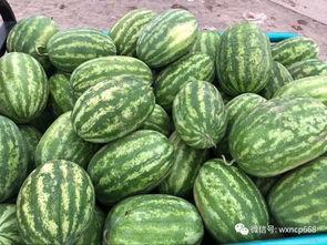 日本梅陇瓜今日价格多少,市场行情一览”