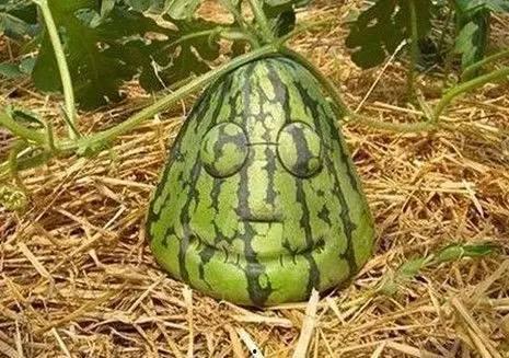 日本梅陇瓜今日价格多少,市场行情一览”