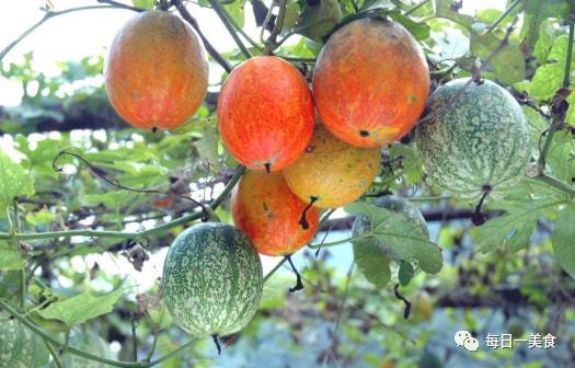 寿光吊瓜今日价格多少,市场行情一览”