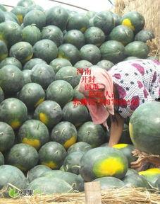 开封今日瓜价,新鲜瓜果价格一览