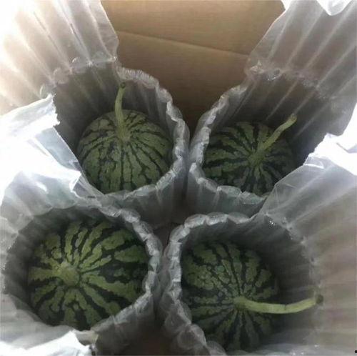 庞各庄今日小吊瓜价格,新鲜上市，价格实惠，抢购从速！”