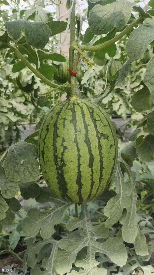 庞各庄今日小吊瓜价格,新鲜上市，价格实惠，抢购从速！”