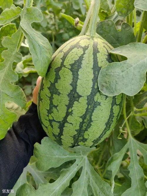 庞各庄今日小吊瓜价格,新鲜上市，价格实惠，抢购从速！”