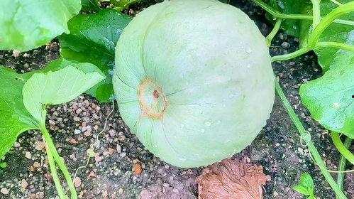 今日沈阳的瓜,揭秘今日热门瓜果潮流