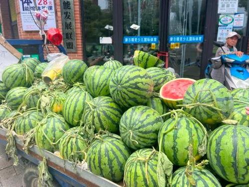 2025吊瓜今日价格行情,今日价格动态一览