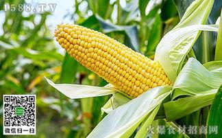 2025吊瓜今日价格行情,今日价格动态一览