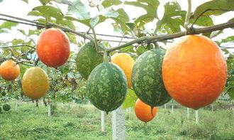 2025吊瓜今日价格行情,今日价格动态一览