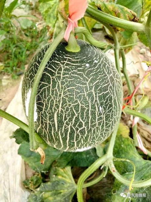 哈密瓜二瓜今日价格,市场行情一览