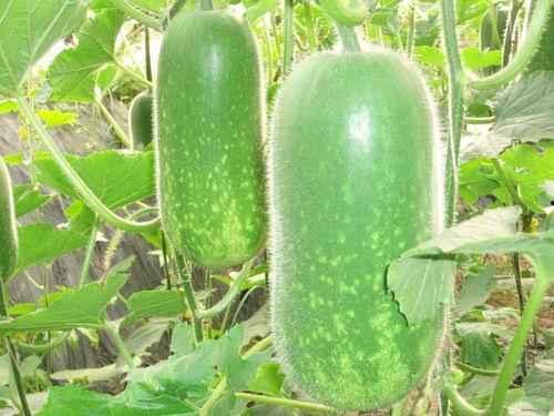 今日吃瓜必吃大瓜每日更新,紧跟热点，揭秘娱乐圈最新动态