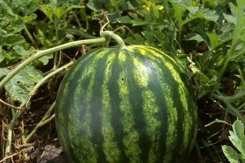 今日吃瓜必吃大瓜每日更新,紧跟热点，揭秘娱乐圈最新动态