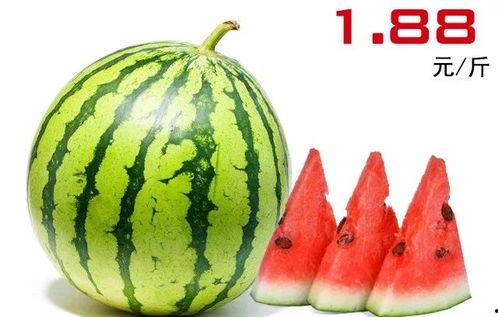 湛江市今日水果吊瓜