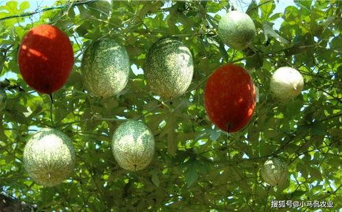 湛江市今日水果吊瓜