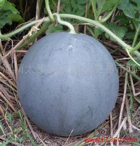 中牟今日瓜价,新鲜行情一览