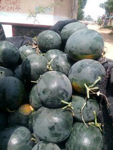 中牟今日瓜价,新鲜行情一览