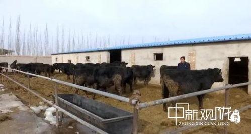 瓜州县今日猪价多少