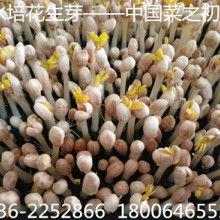 今日佛手瓜批发价格,市场行情分析”